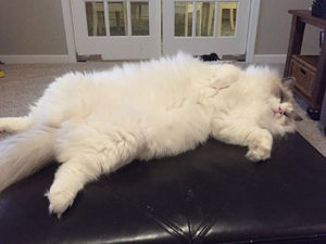 Veterinarian Internet Marketing - White Fluffy Cat at TheeDigital
