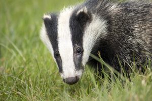 Plugins are like boxes labeled contains badger.