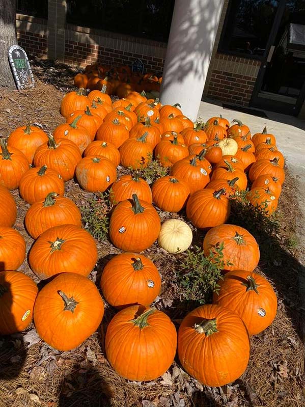 pumpkins