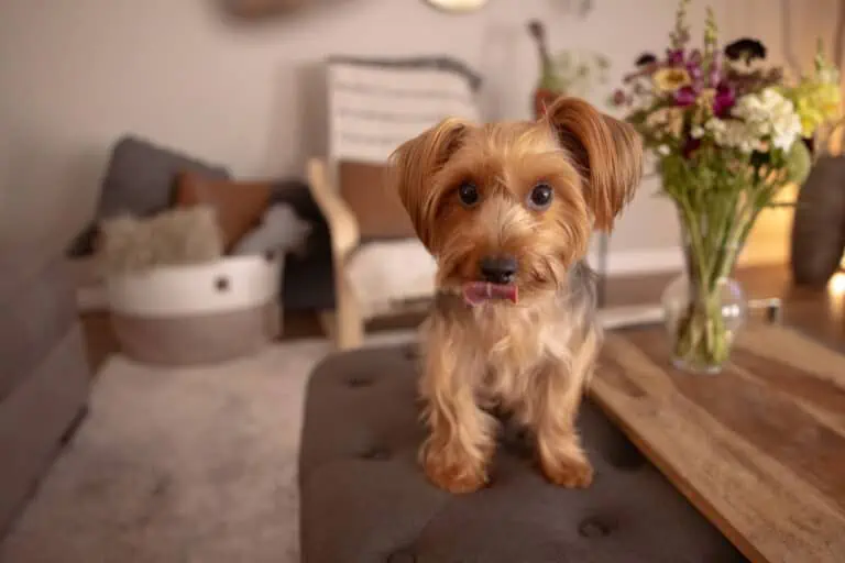 cute dog