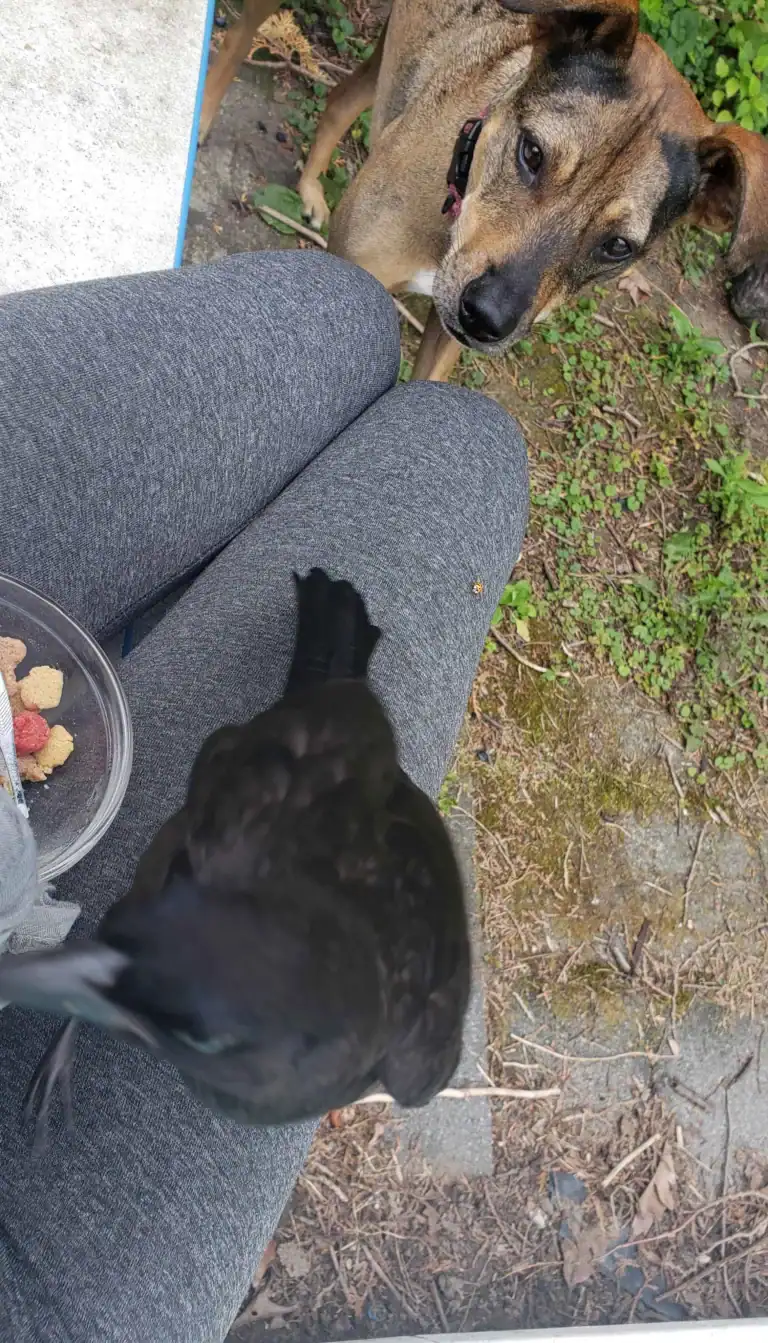 jamie with bird and dog